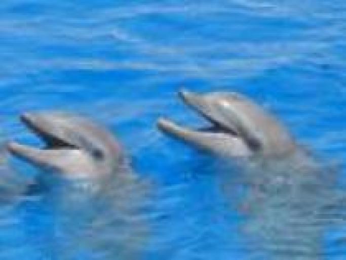 OUBDXWAMMNPNNXFSTOB - delfini