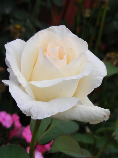 DSCF0504 - Trandafirii mei