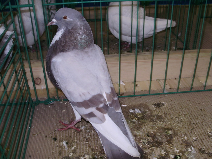 9045 nk 1 - 1507 partea 3b