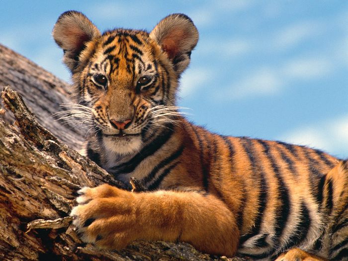 Tiger Cub; Cele mai frumoase animale.
