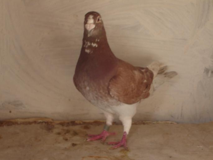 mascul 2007 - porumbei voiajori