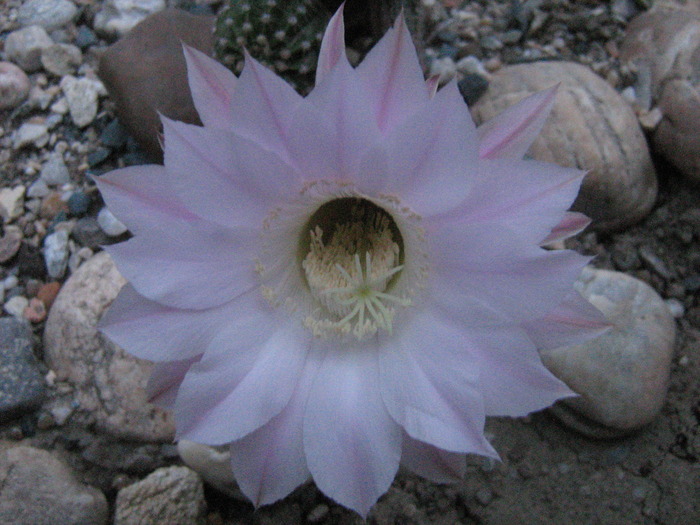 IMG_1152 - Cactusi la mosie14 sept 2009