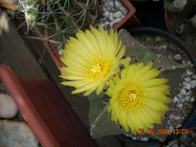 Astrophytum myriostigma v. nudum