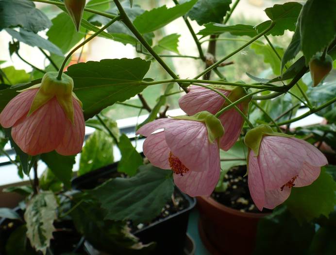 P1120791 - ABUTILONI