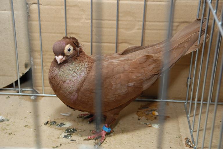 DSC_3805 - Campioni Expo TM2