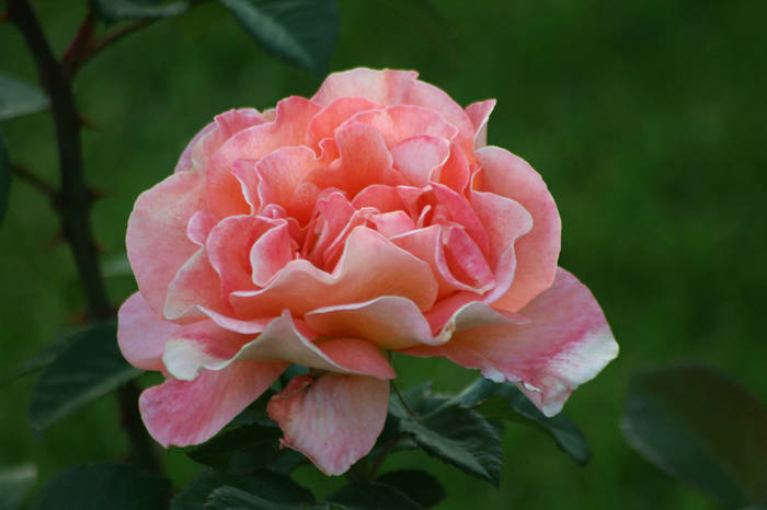Tea time - garden 2009