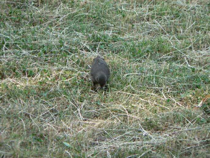 P1000113 - 2007 in plimbare prin herastrau