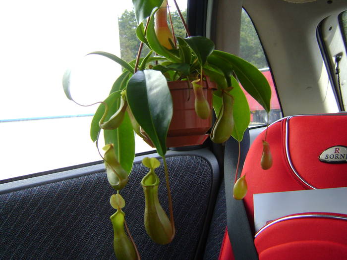 nepenthes alata; plantuta mea
