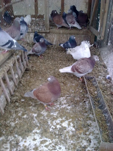 Imagine0052 - VOIAJORI