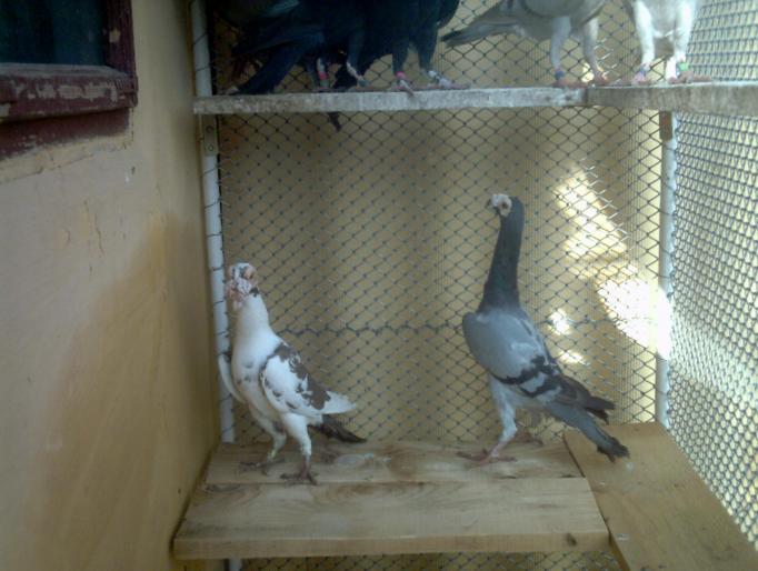 10 - porumbei carieri - 2007