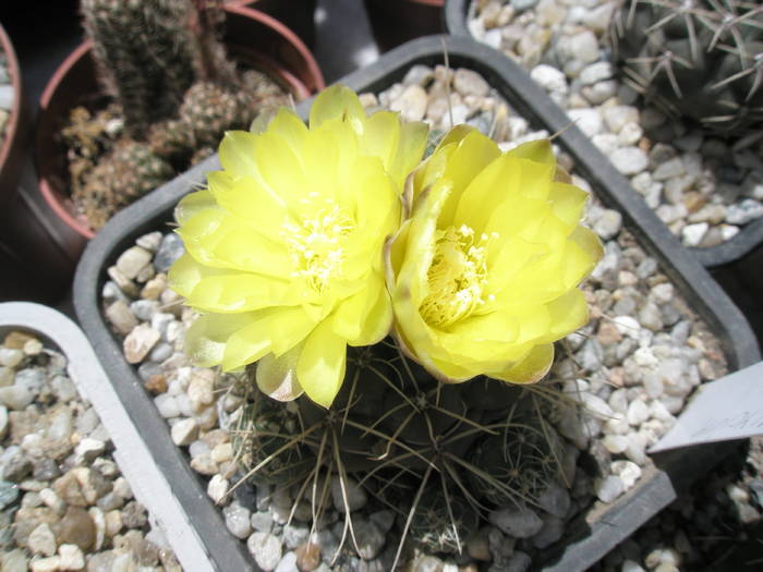 Gymnocalycium andreae - flori 23.05 - Gymnocalycium