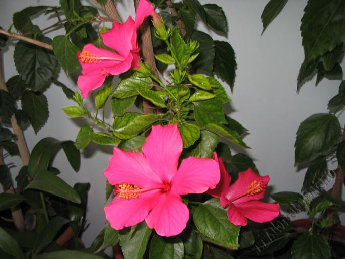 Hibiscus frez3 - Hibiscus