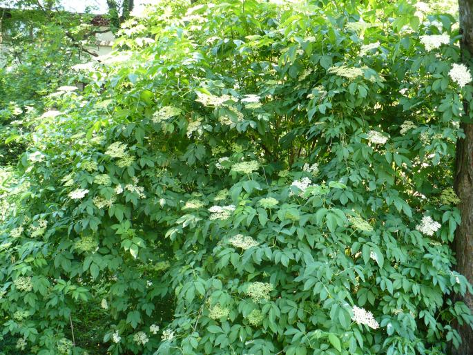 Sambucus nigra (Flori de soc) - Gradina Botanica mai 2008