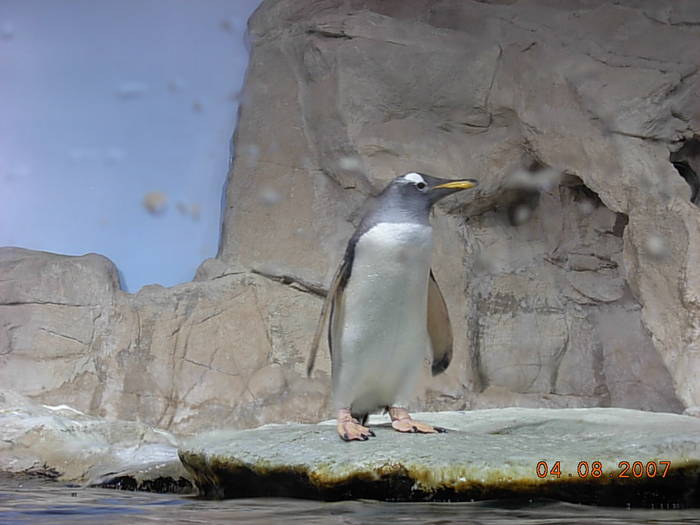 Aquario di Genova 243 - acvariul din genova