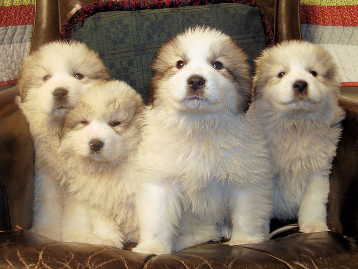 Great_Pyrenees_Puppies2 - catelusi draguti