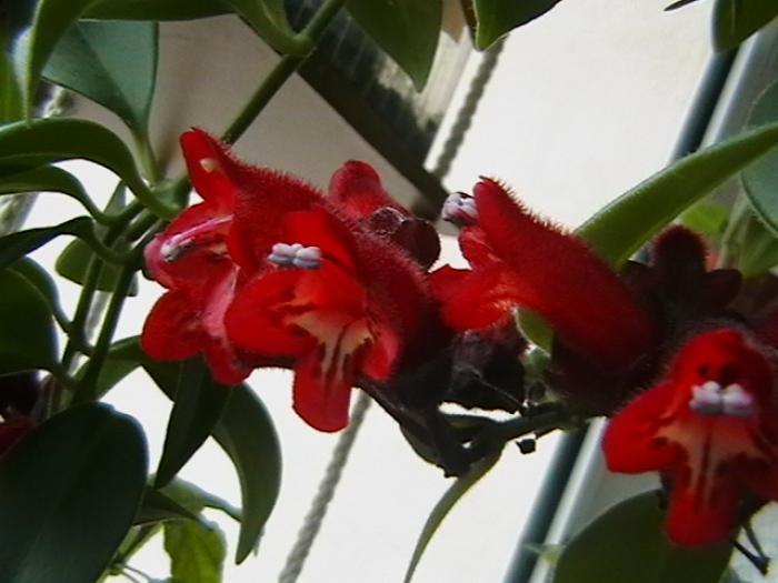 7.01 - aeschinanthus 2009