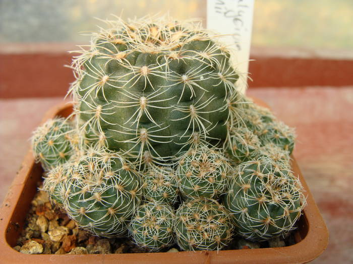 Gymnocalycium bruchii - Gymnocalicium-Mammillaria