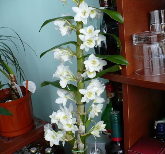 Dendrobium Nobile StarClass - Orhidee