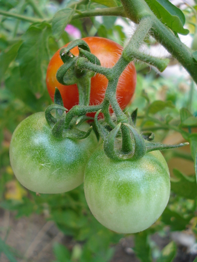 Tomato Cerise (2009, Aug.25)