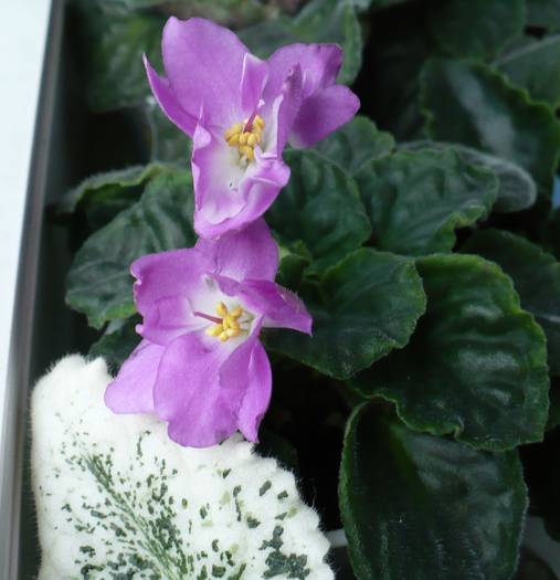 P1140371 - Saintpaulia - violete de camera