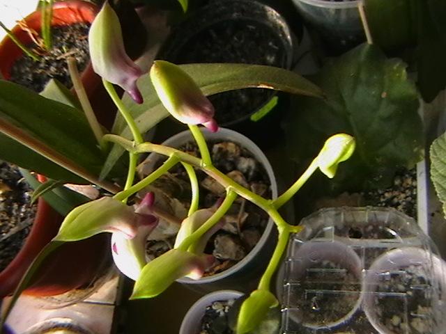 boboci   22.02 - orhidee 2009