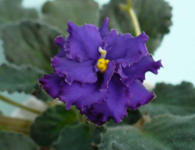 P1080728 - Saintpaulia - violete de camera
