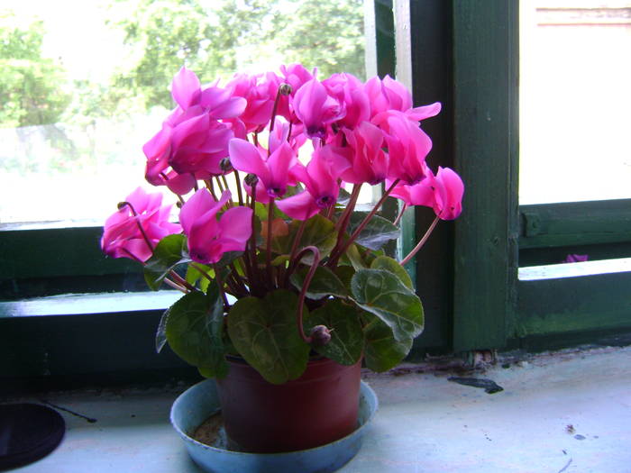 DSC01650 - cyclamen