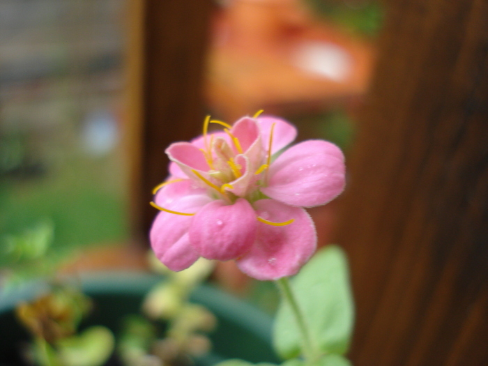 Pink Zinnia (2009, August 31)