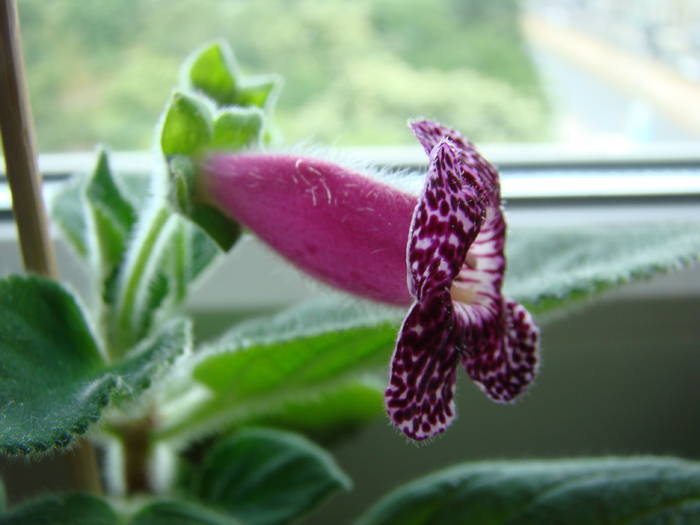 Kohleria Kapo 13 - Kohleria Kapo 2009