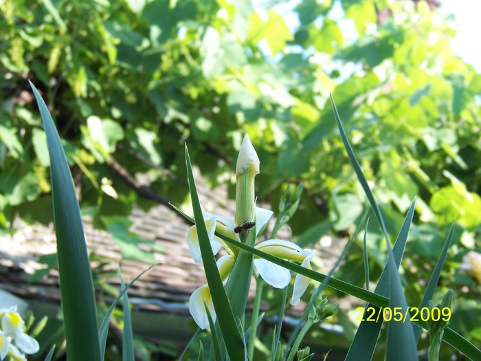 100_2256 - Primavara in curte 2  Timisoara