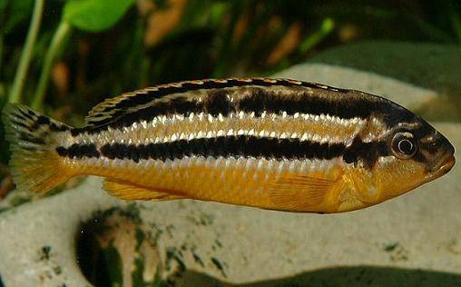 melanochromisfemaleauratuslakemalawi1 - African Cichlid