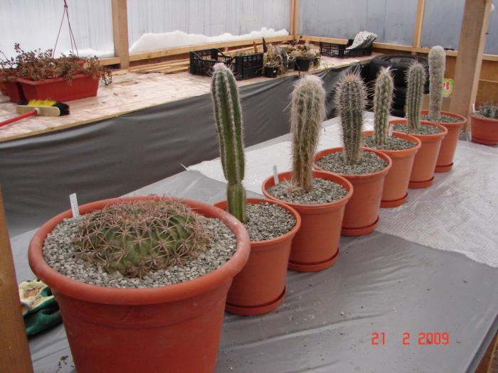 Grup plante - 2008