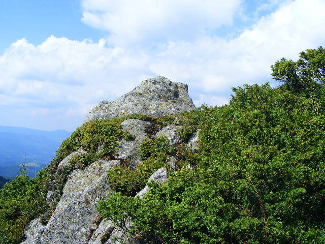 DSCF4410 - 2 august 2009 Traseu Suior Secatura Creasta Cocosului Gutaiul Doamnei  Vf Gutai