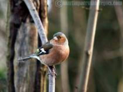 WYDHVNQJJOLSXHZOFKV - PASARELE O VECHE PASIUNE