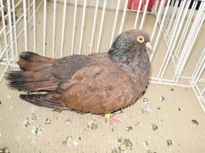 orbet 2 - 1506 2 porumbei rz