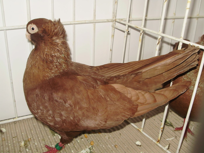 cta uni 11 - 1509 rom juc 1