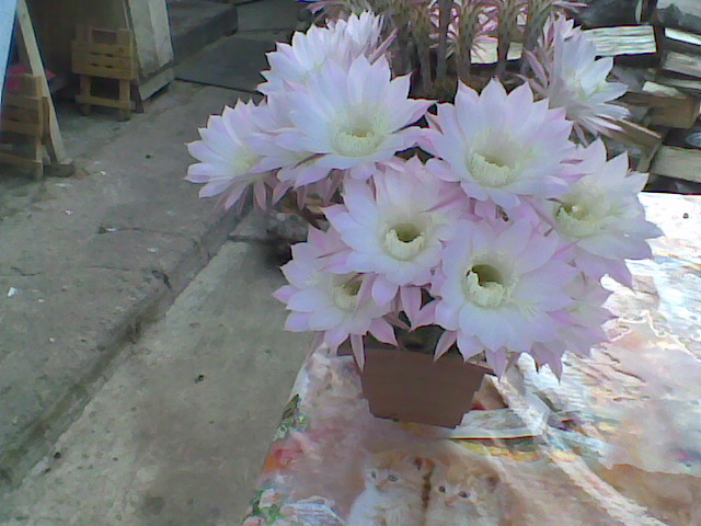 Imag046