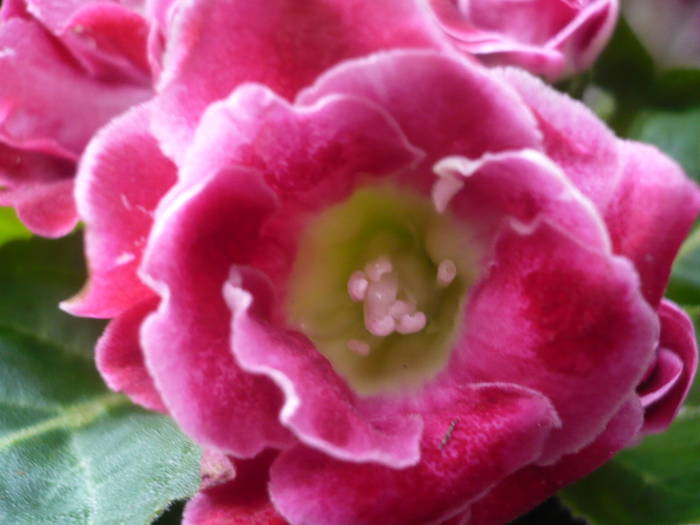 30-07-2009 120 - Flori