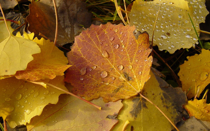 8499 - WALLPAPERS DESKTOP