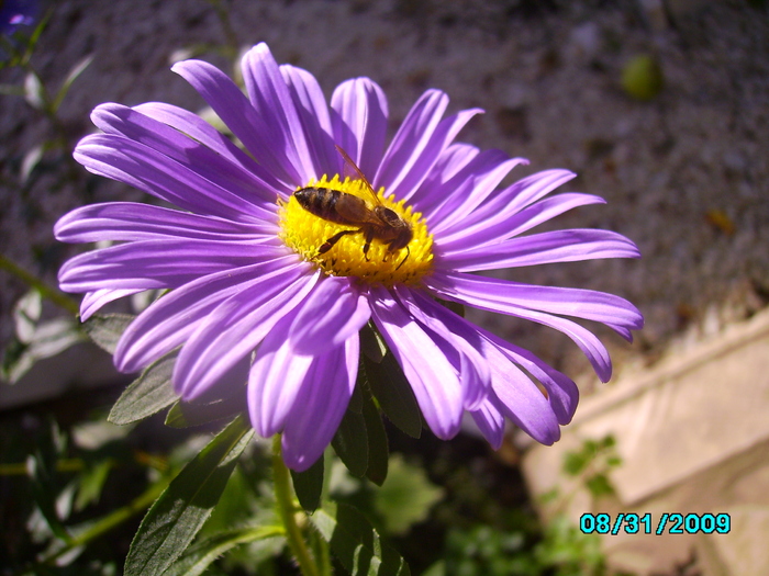 IMG_8570 - insecte si flori