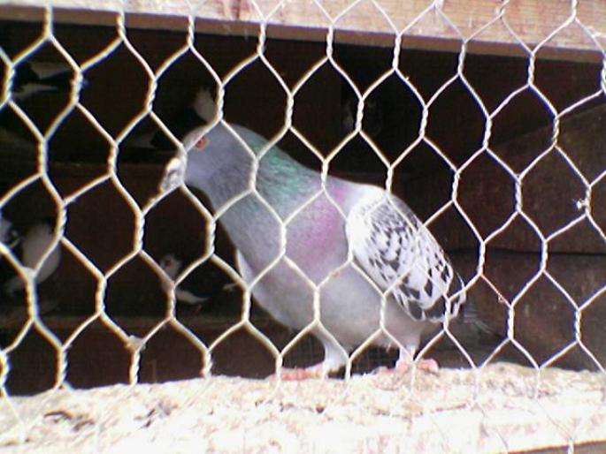 Image(219) - Stop sacrificarea lasati porumbei sa zboare--Stop the slaughter let to fly pigeons