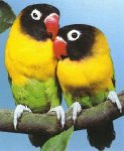 35_maskedlovebird-full - poze cu papagali