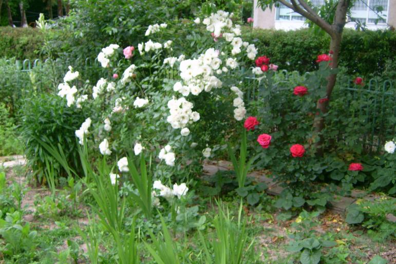 gradina 2008 045