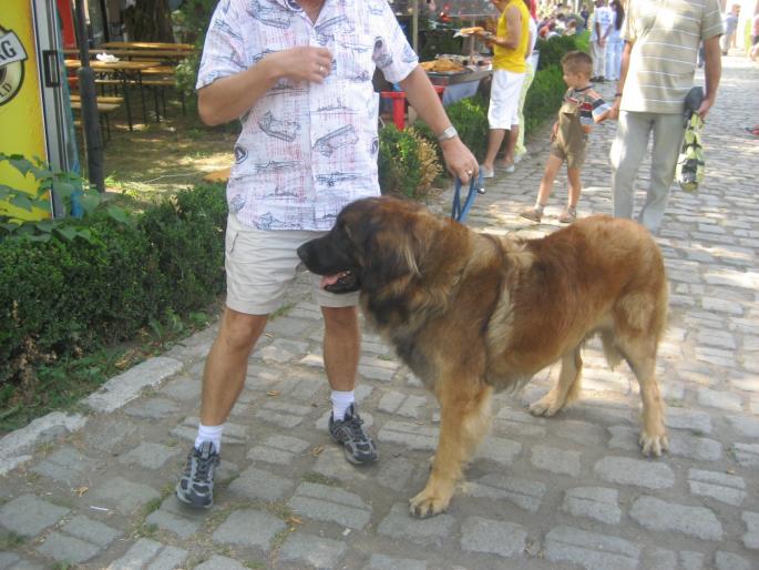 IMG_3336 - EXPO Tg Mures 2008