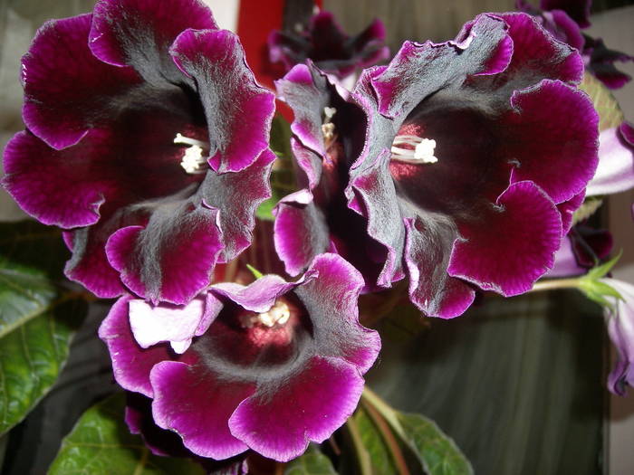 Gloxinia mov inchis