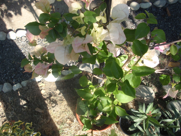 Bongainvillea bicolora - Boungainvillea