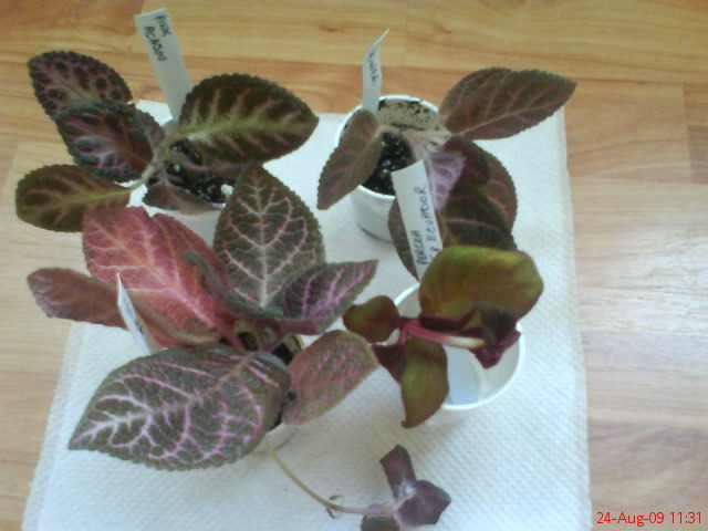 poza grup: Percea sp. Ecuador, Episcia Pink Acajou, Episcia KeeWee; poza grup: Percea sp. Ecuador, Episcia Pink Acajou, Episcia KeeWee

