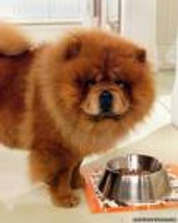 chow-chow05 - chow-chow