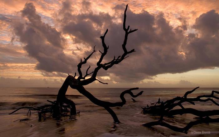 00283_driftwoodbeach_1680x1050