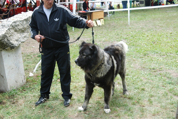 DSC_0105 - Concurs international de frumustete canina 2009 TgMures